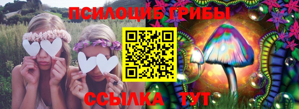 Галлюциногенные грибы Psilocybe Ковров